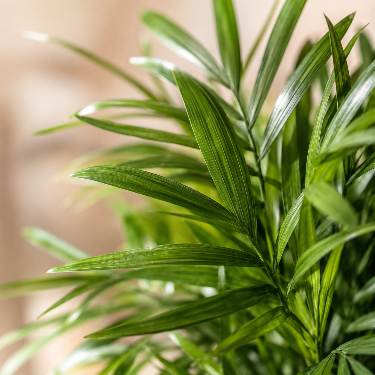 Rhapis Excelsa | Plant