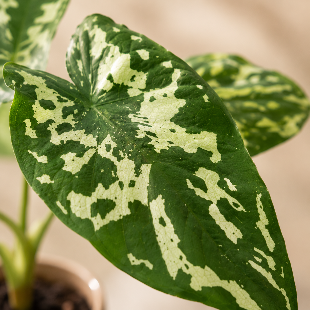 Colocasia 'Hilo Beauty' | Indoor Plant
