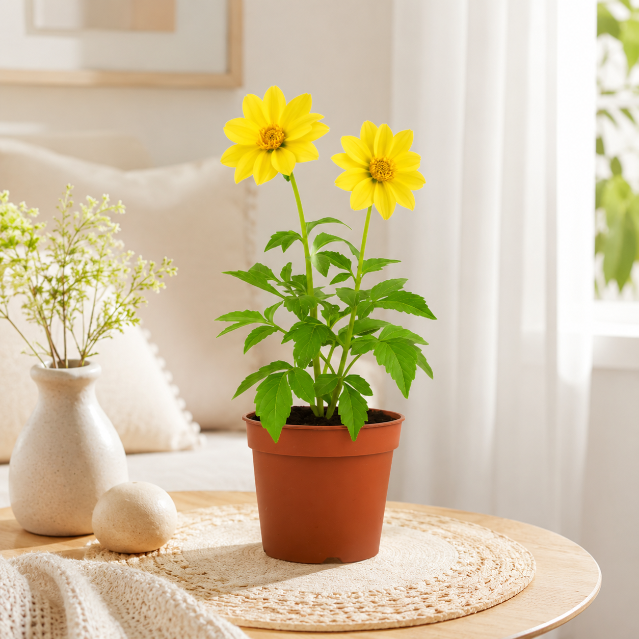 Dahlia Flower | Plant