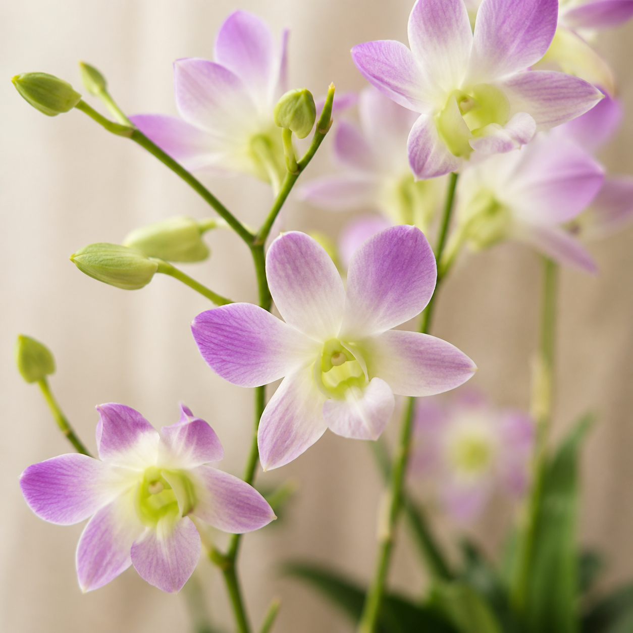 Dendrobium Lucy Pink | Potted Plant