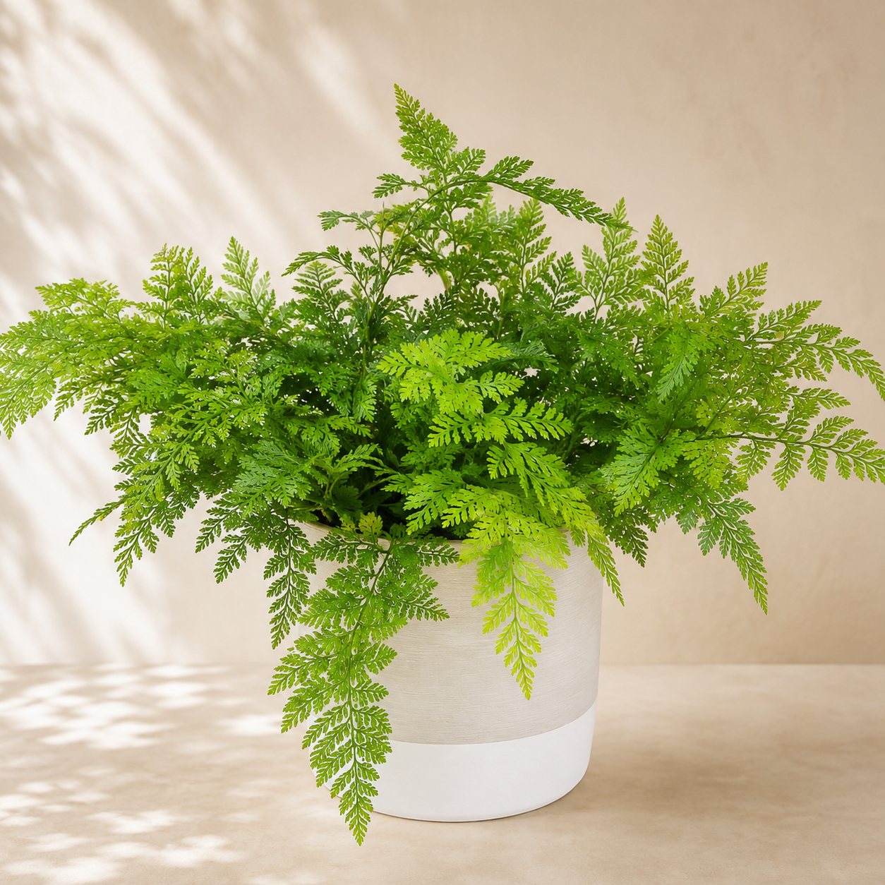 Fern Humata Tyermanii | Gardening Plant