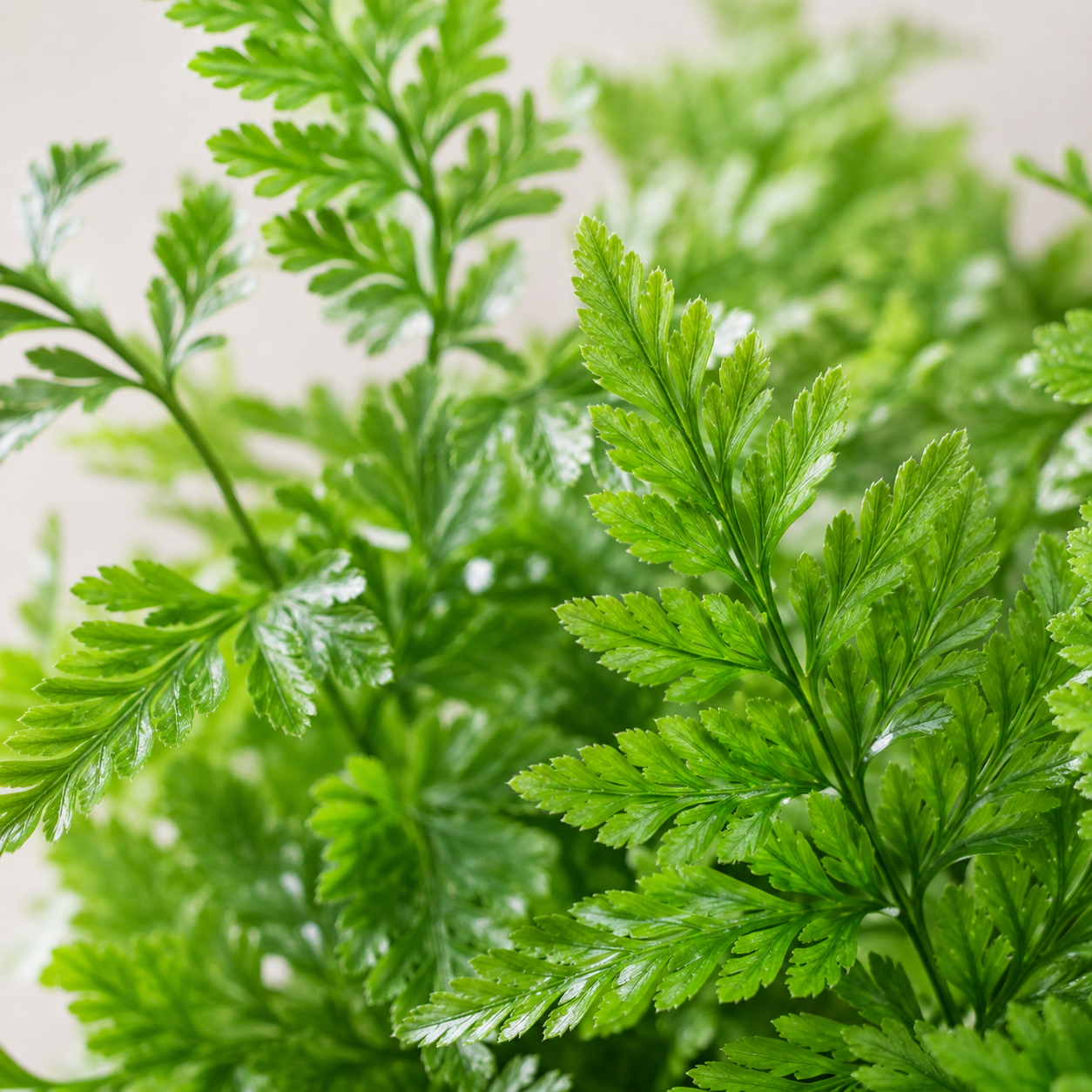 Fern Humata Tyermanii | Gardening Plant