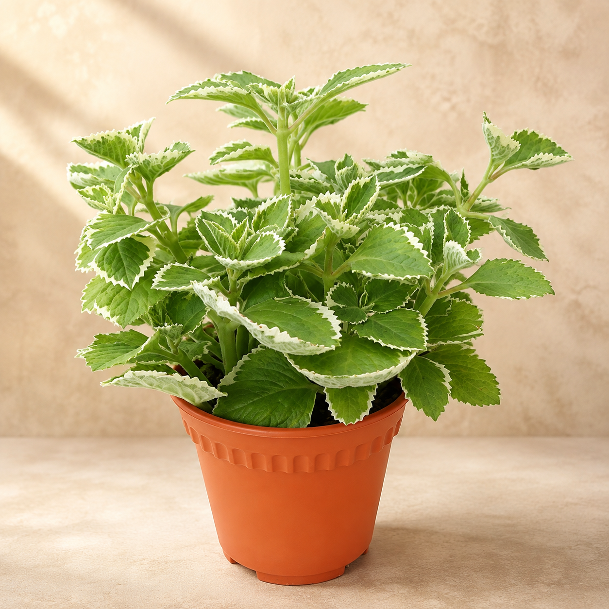 Indian Borage Mint | Gardening Plant