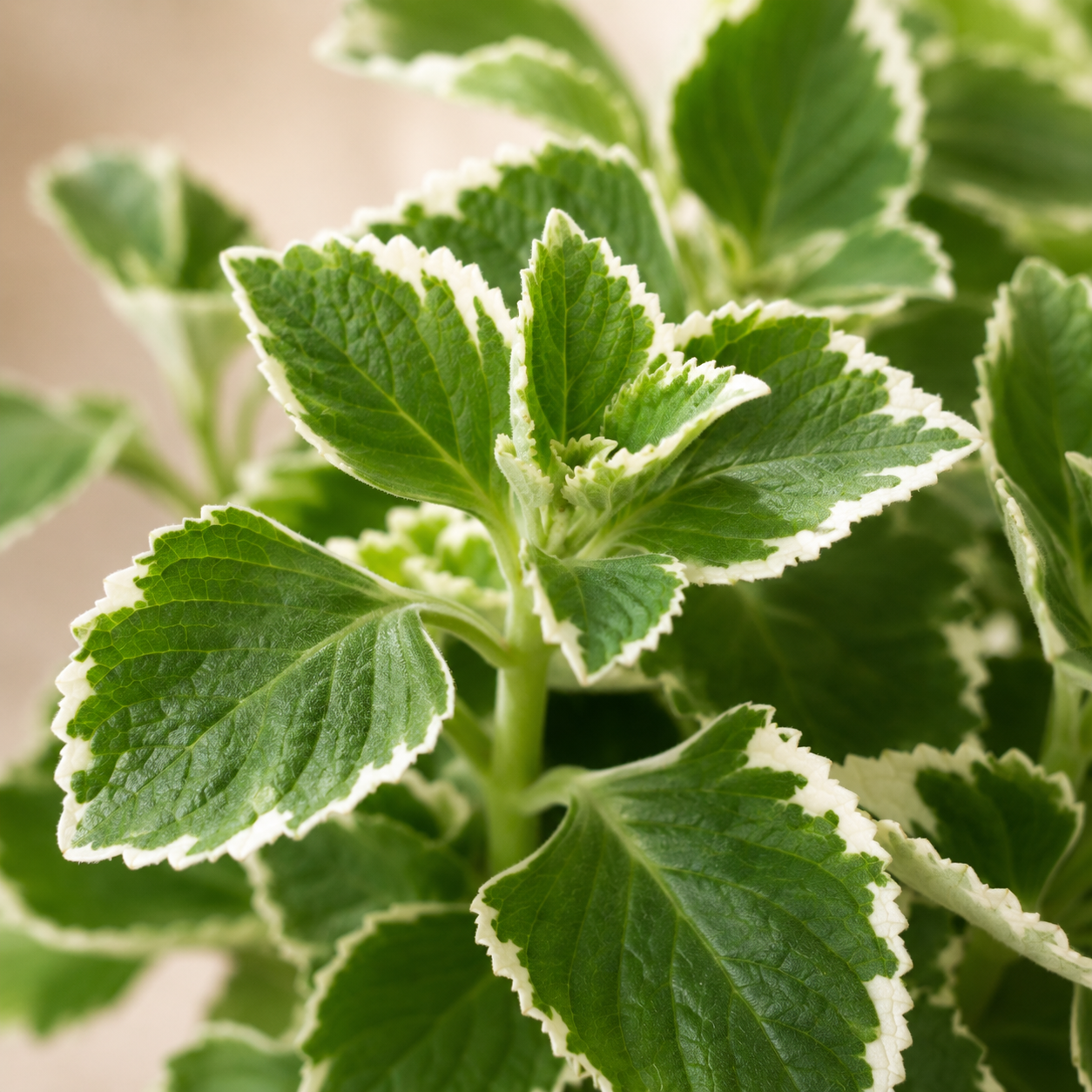 Indian Borage Mint | Gardening Plant