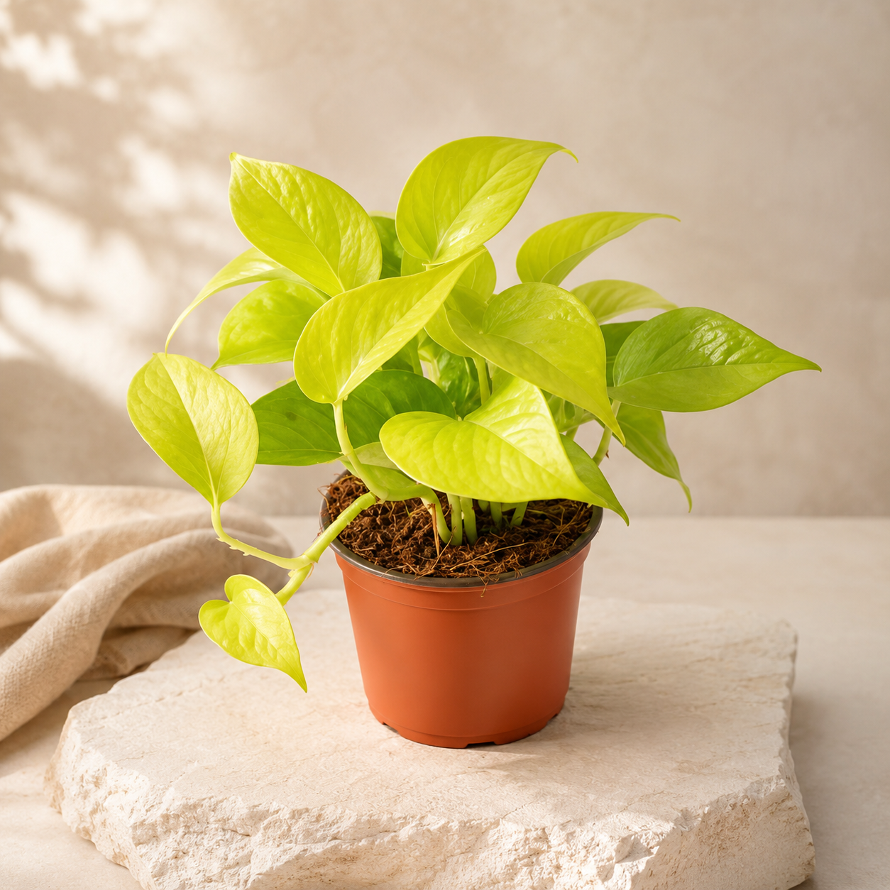 Epipremnum Aureum Money Plant 'Gold' | Home Plant