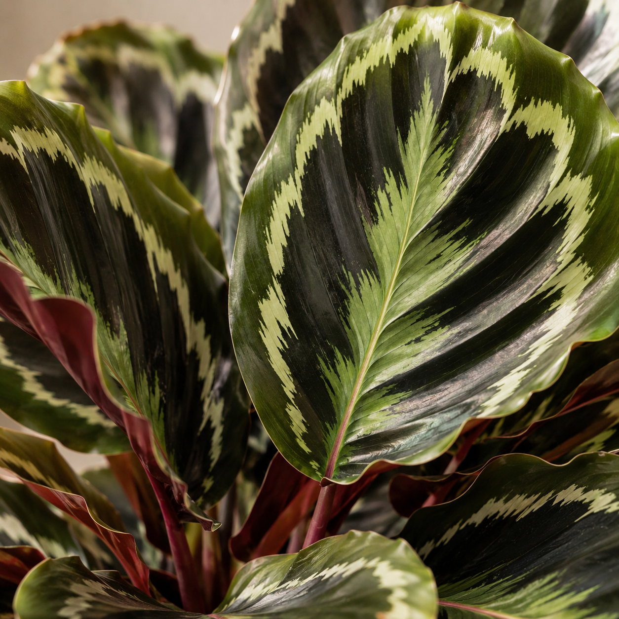 Calathea 'Mystery Rose' | Gardening Plant