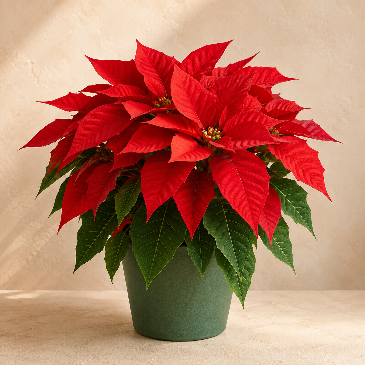 Christmas Poinsettia | Plant