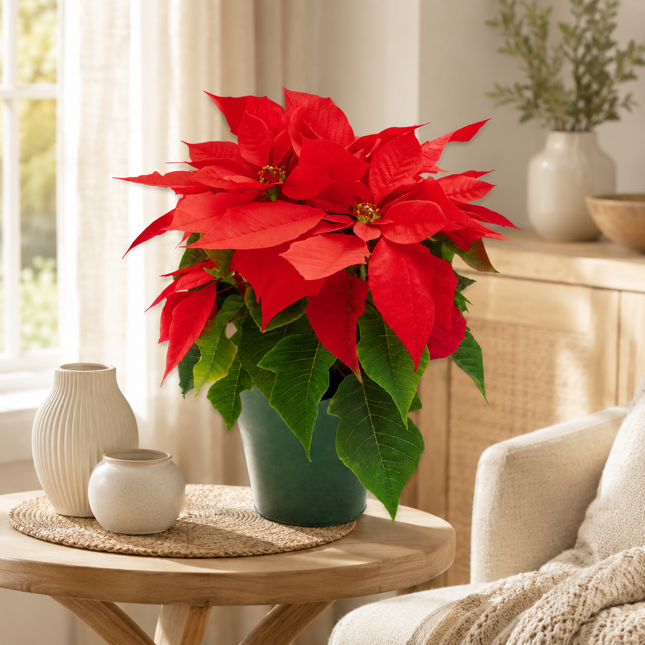 Christmas Poinsettia | Plant
