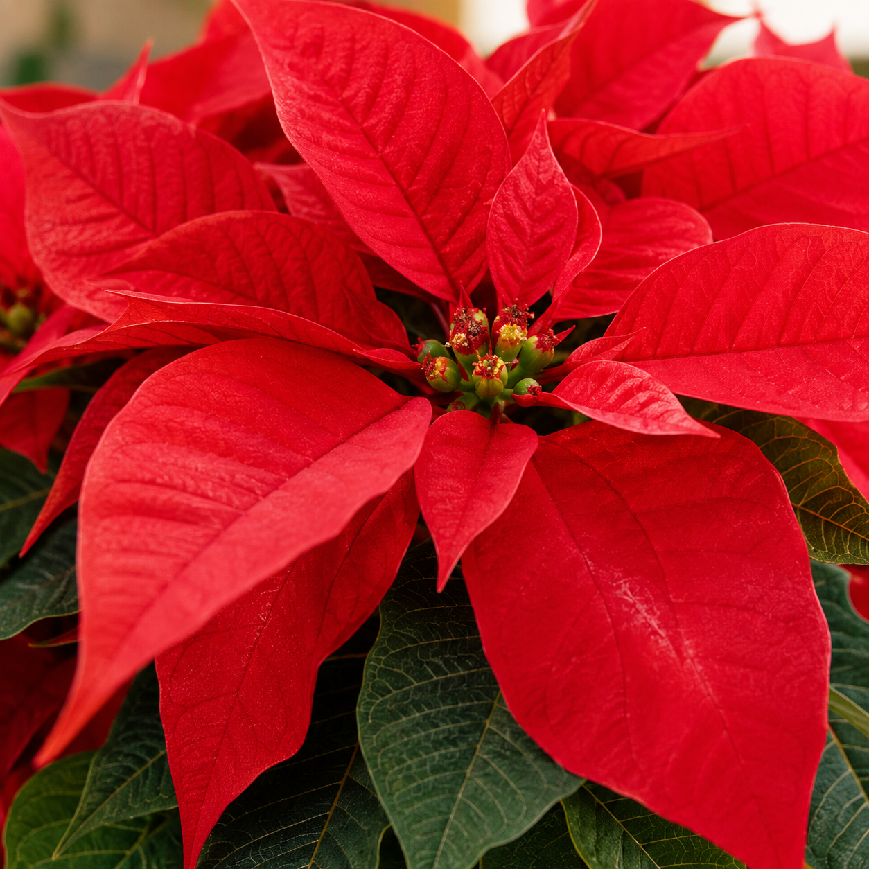 Christmas Poinsettia | Plant