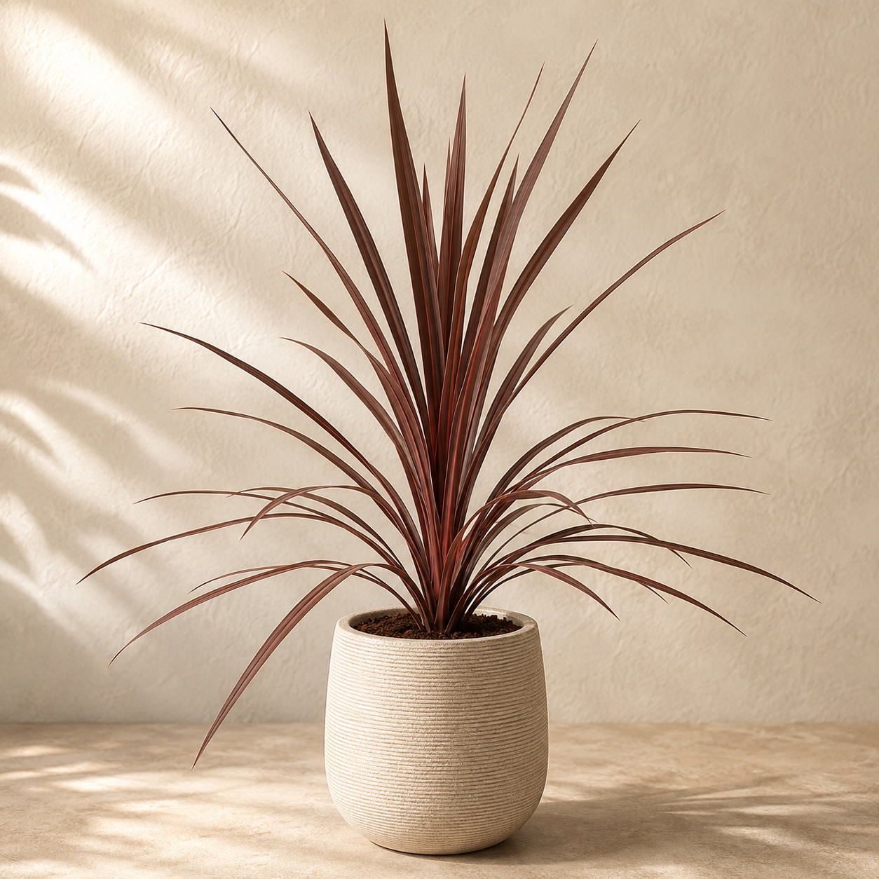 Cordyline 'Red Star' | Plant