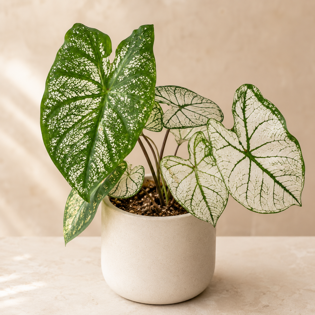 Caladium 'White Christmas' | Indoor Plant