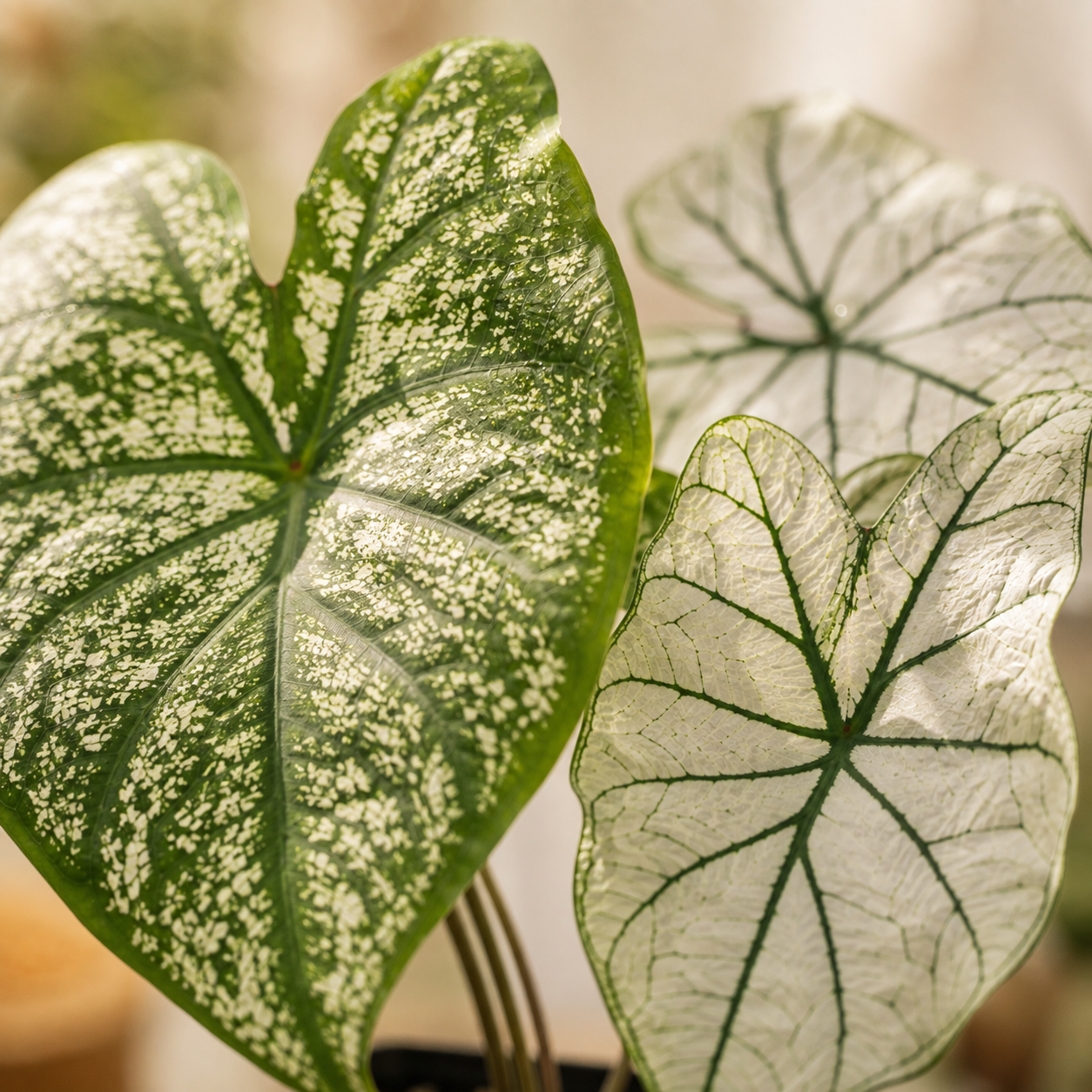 Caladium 'White Christmas' | Indoor Plant