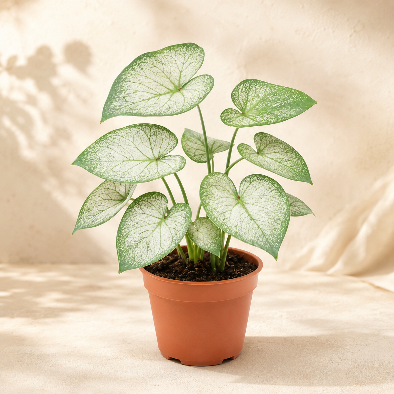 Caladium 'Silver Dust' | Plant
