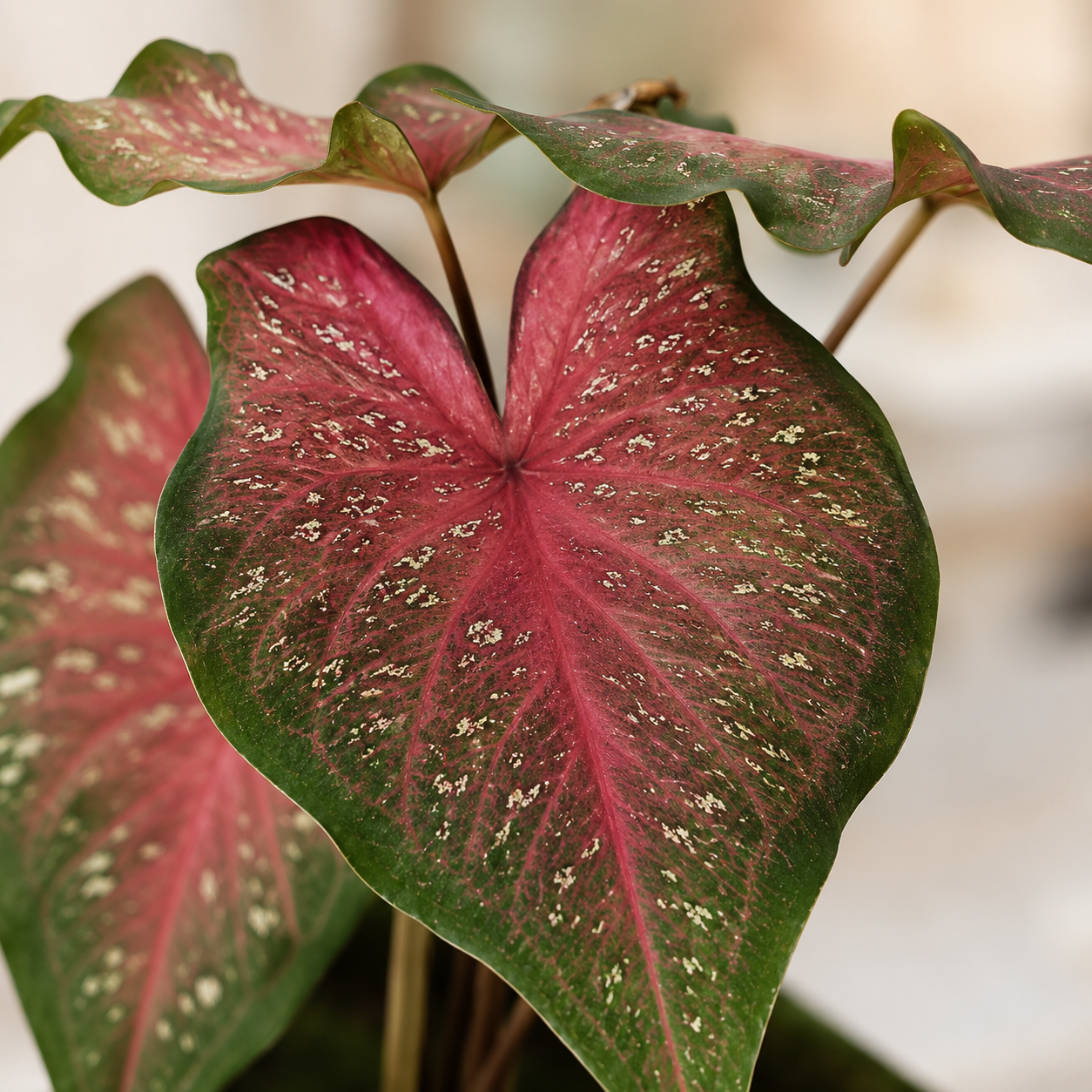 Caladium 'Lance Whorton' | Gardening Plant