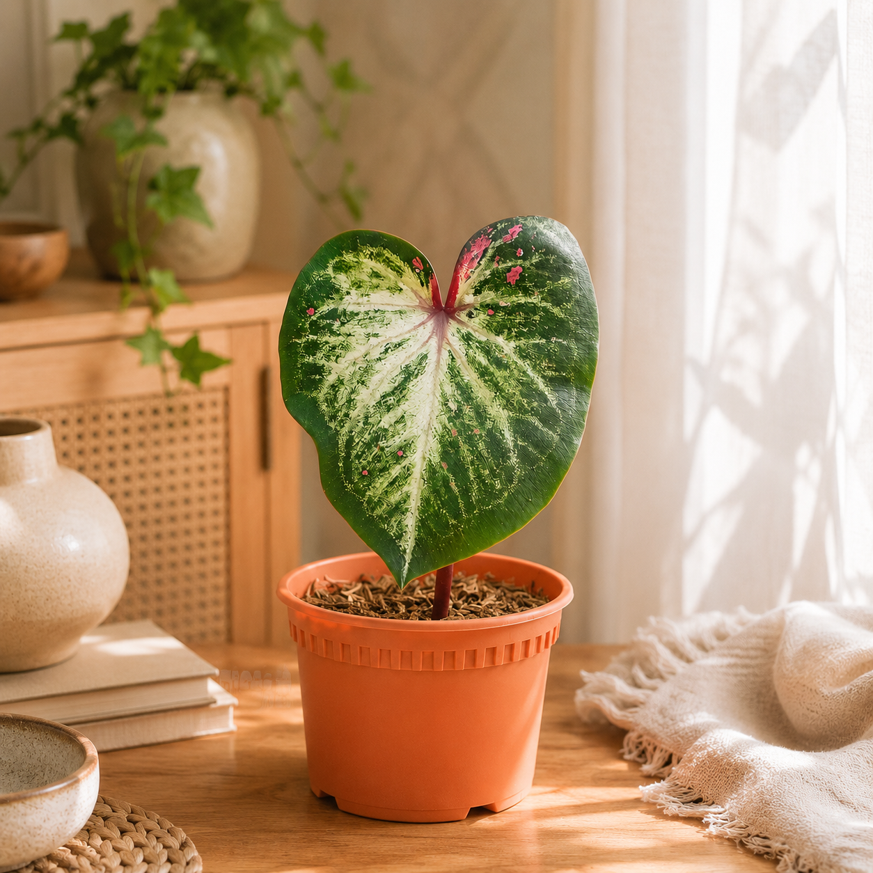 Caladium 'Tapestry USA' | Home Plant