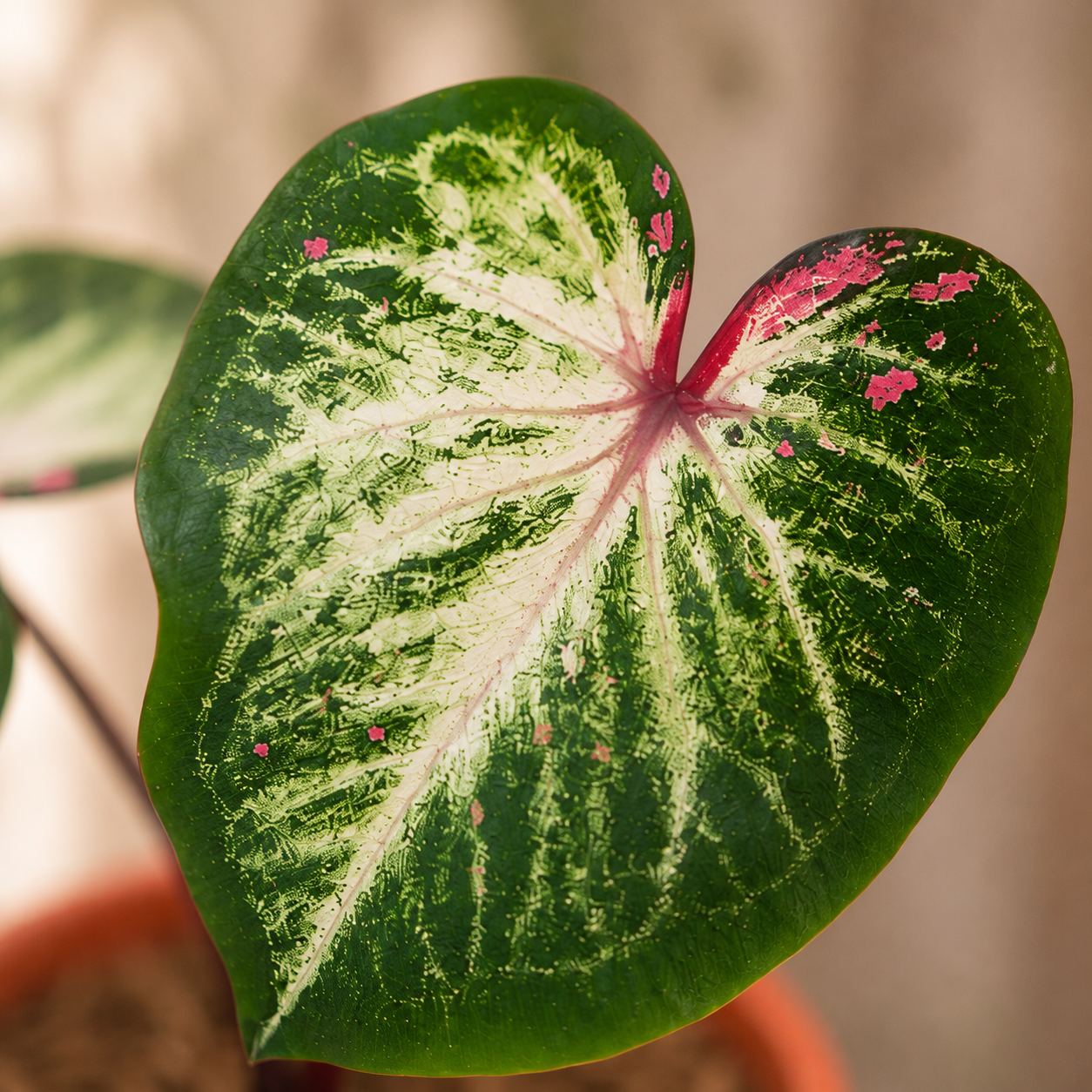 Caladium 'Tapestry USA' | Home Plant