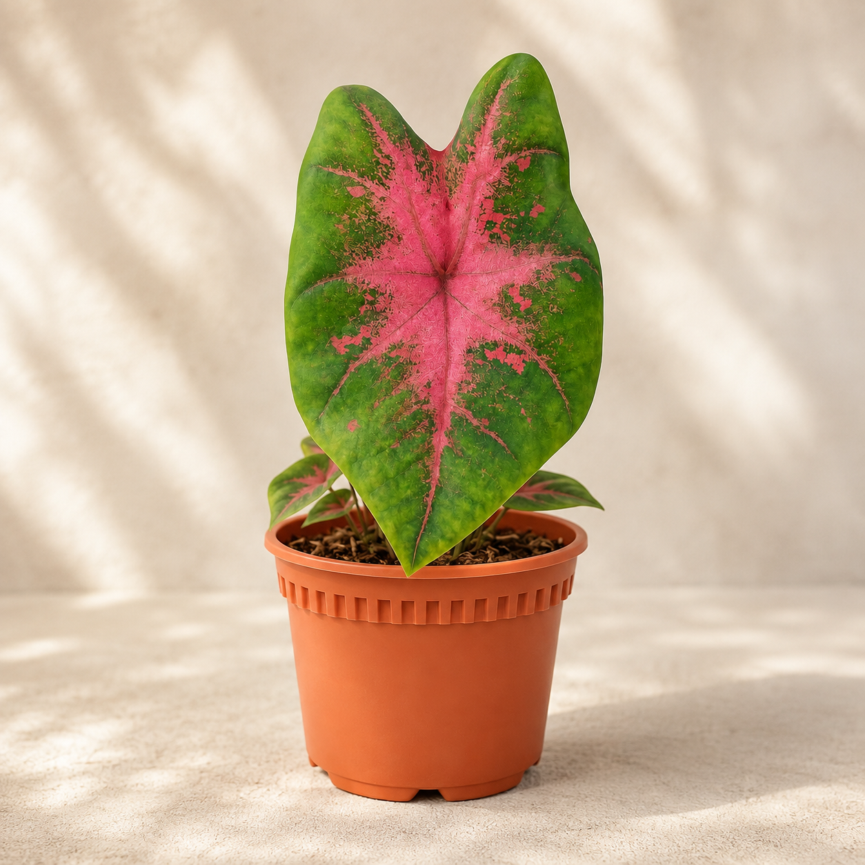 Caladium 'US Party Punch' | Plant