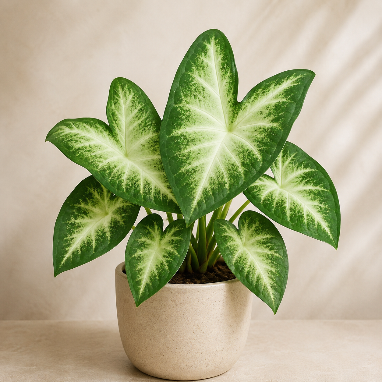 Caladium 'US White Edge' | Gardening Plant