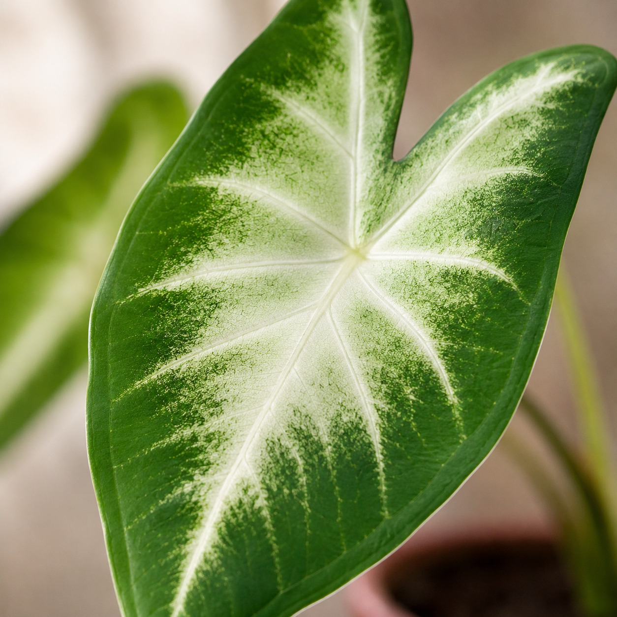 Caladium 'US White Edge' | Gardening Plant