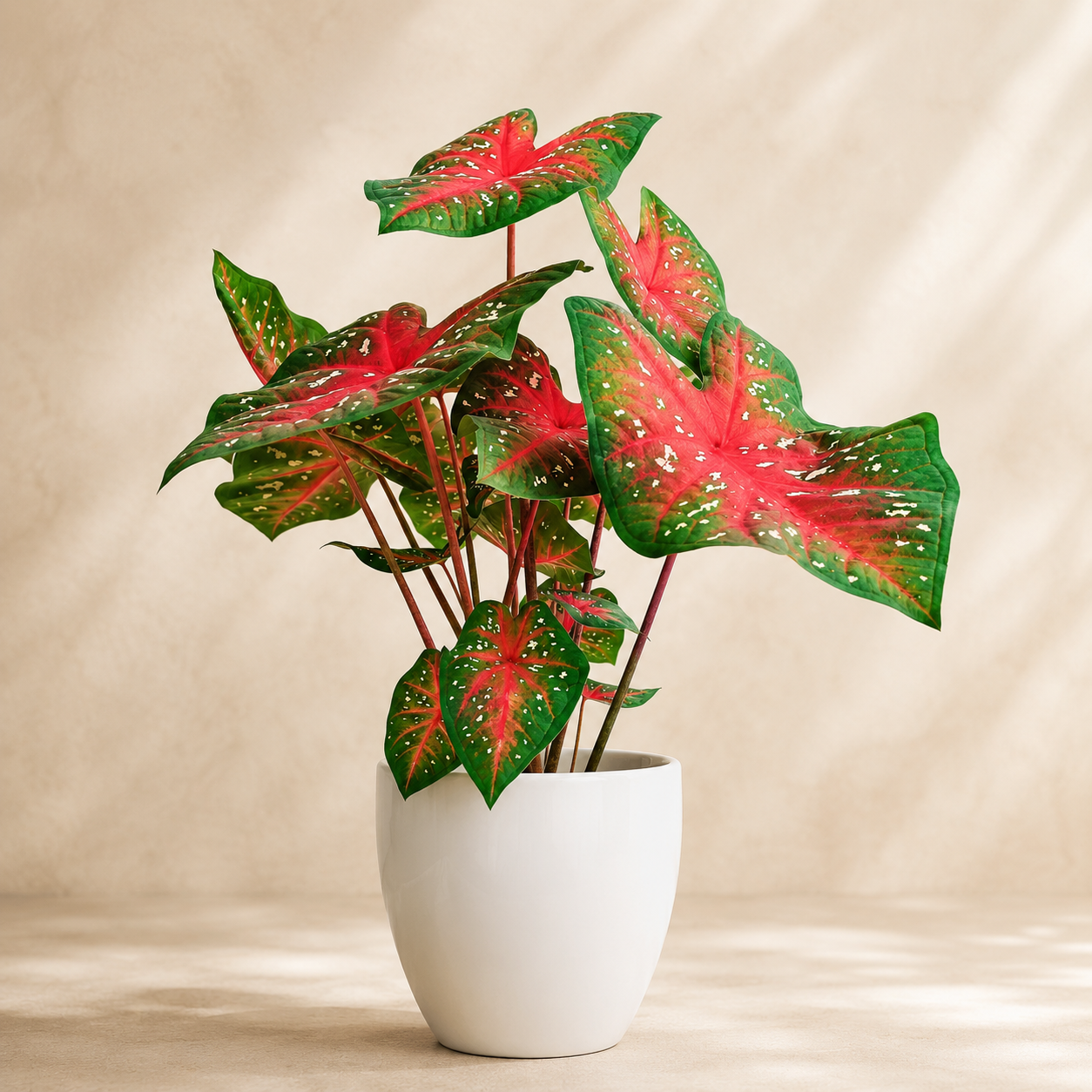 Caladium 'Red Star' | Indoor Plant