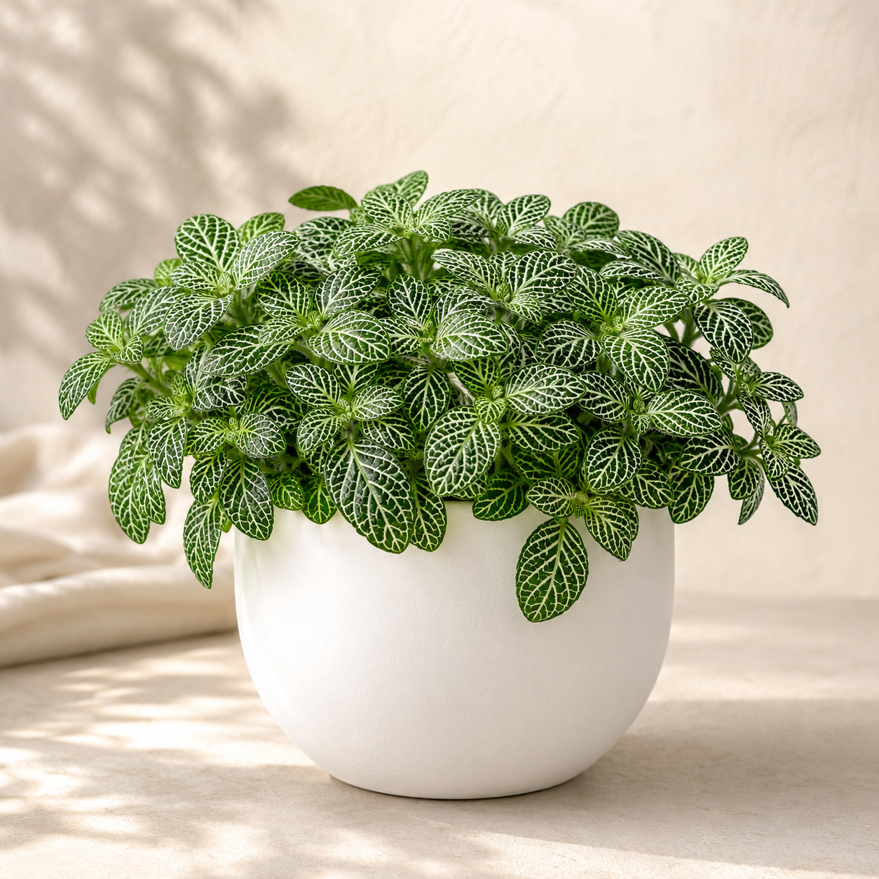 Mini Fittonia Green | Plant