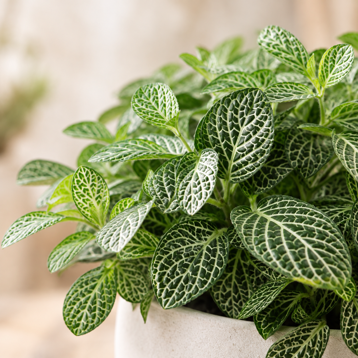 Mini Fittonia Green | Plant