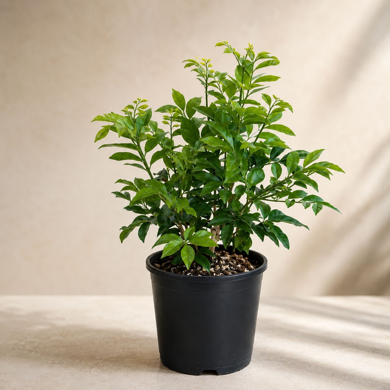 Murraya Exotica 九里香 | Home Plant