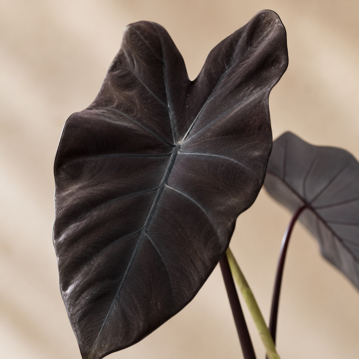 Colocasia 'Black Magic' | Gardening Plant