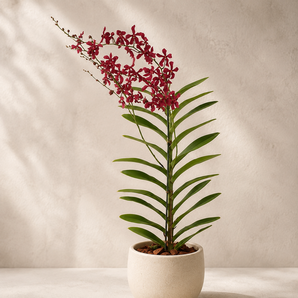 Aranthera Red | Indoor Plant