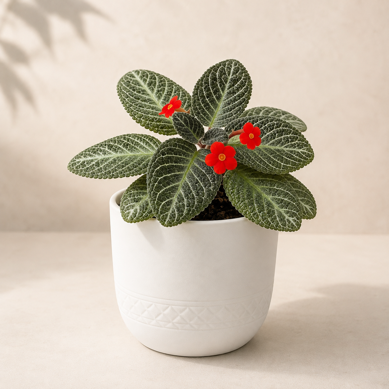 Episcia Flame Violet | Plant