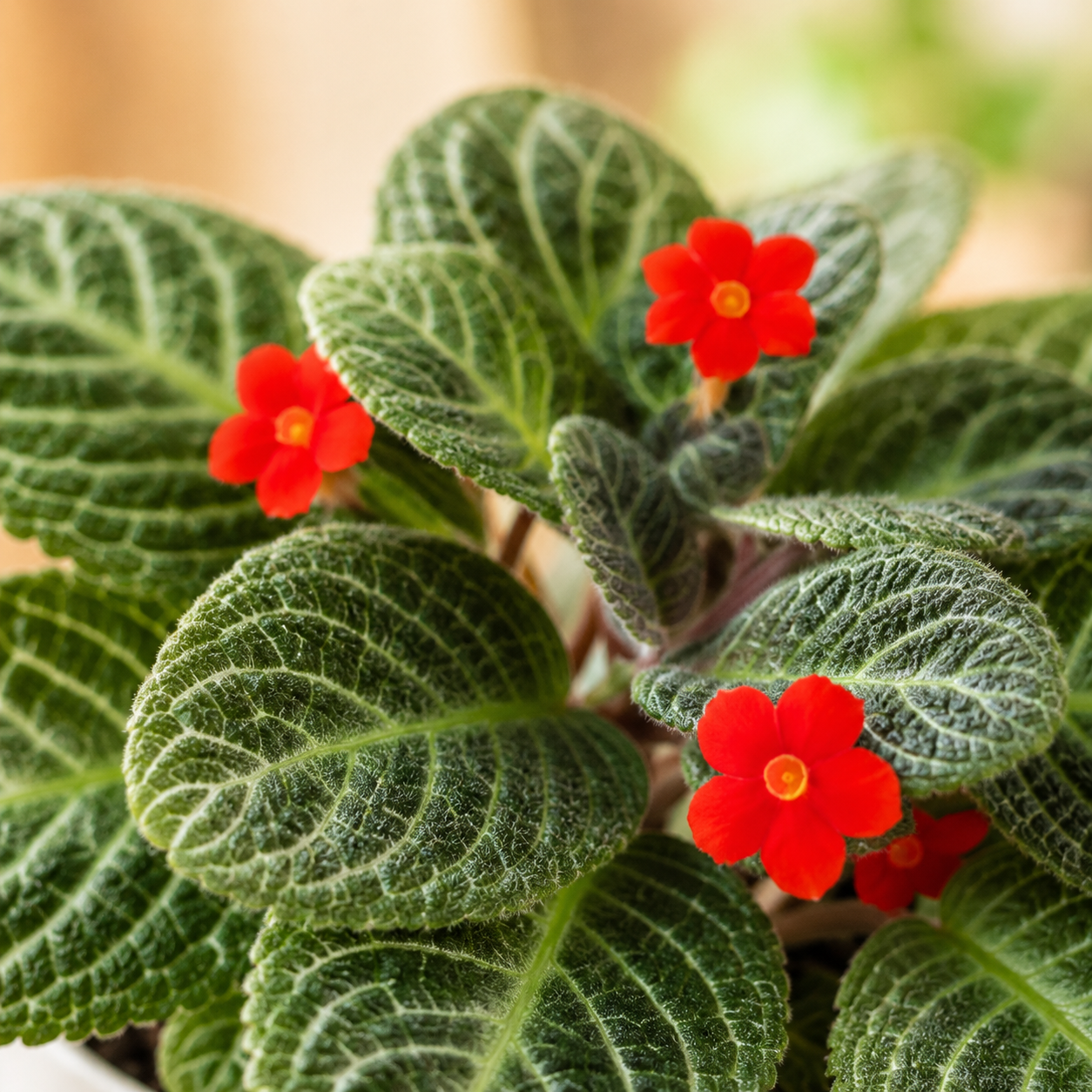 Episcia Flame Violet | Plant
