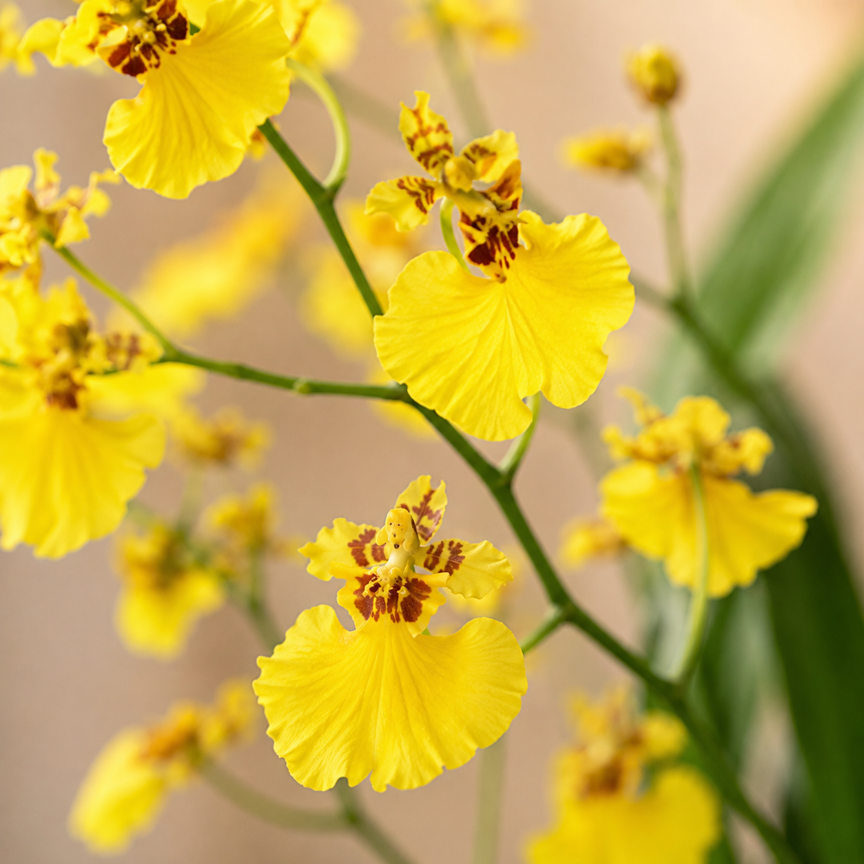 Onicidium Yellow Dancing Orchids | Potted Plant