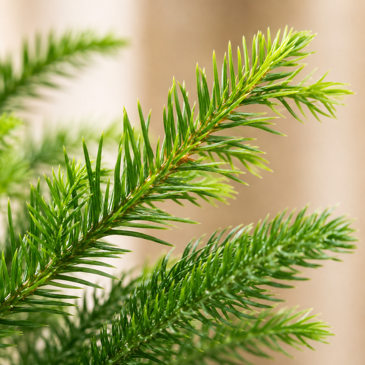 Araucaria Excelsa | Plant