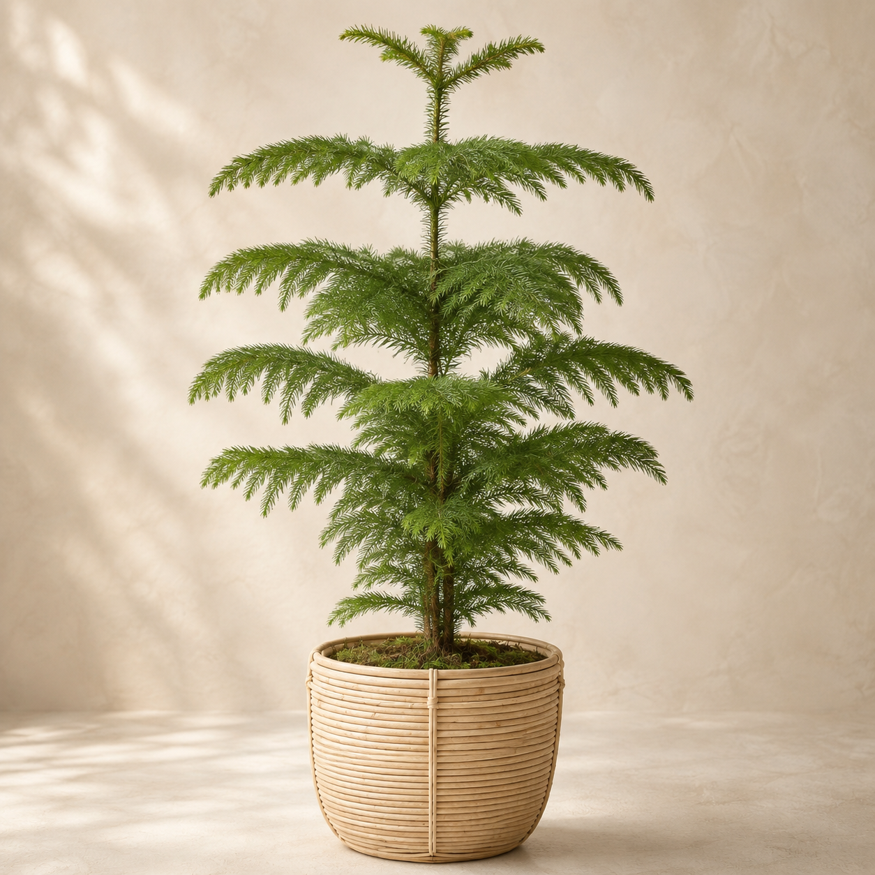 Christmas Tree Araucaria Heterophylla | Office Plant