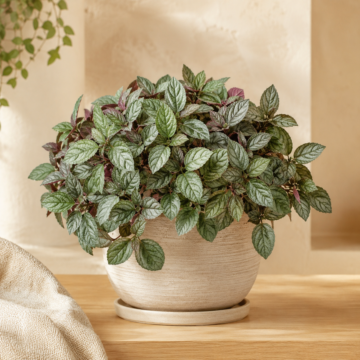 Hemigraphic Alternata | Plant