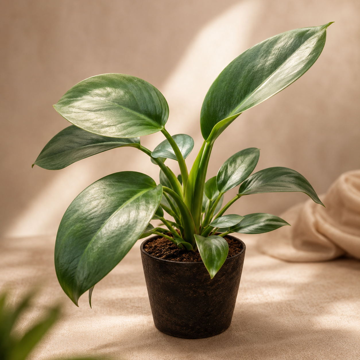 Philodendron 'Apple Green' | Plant