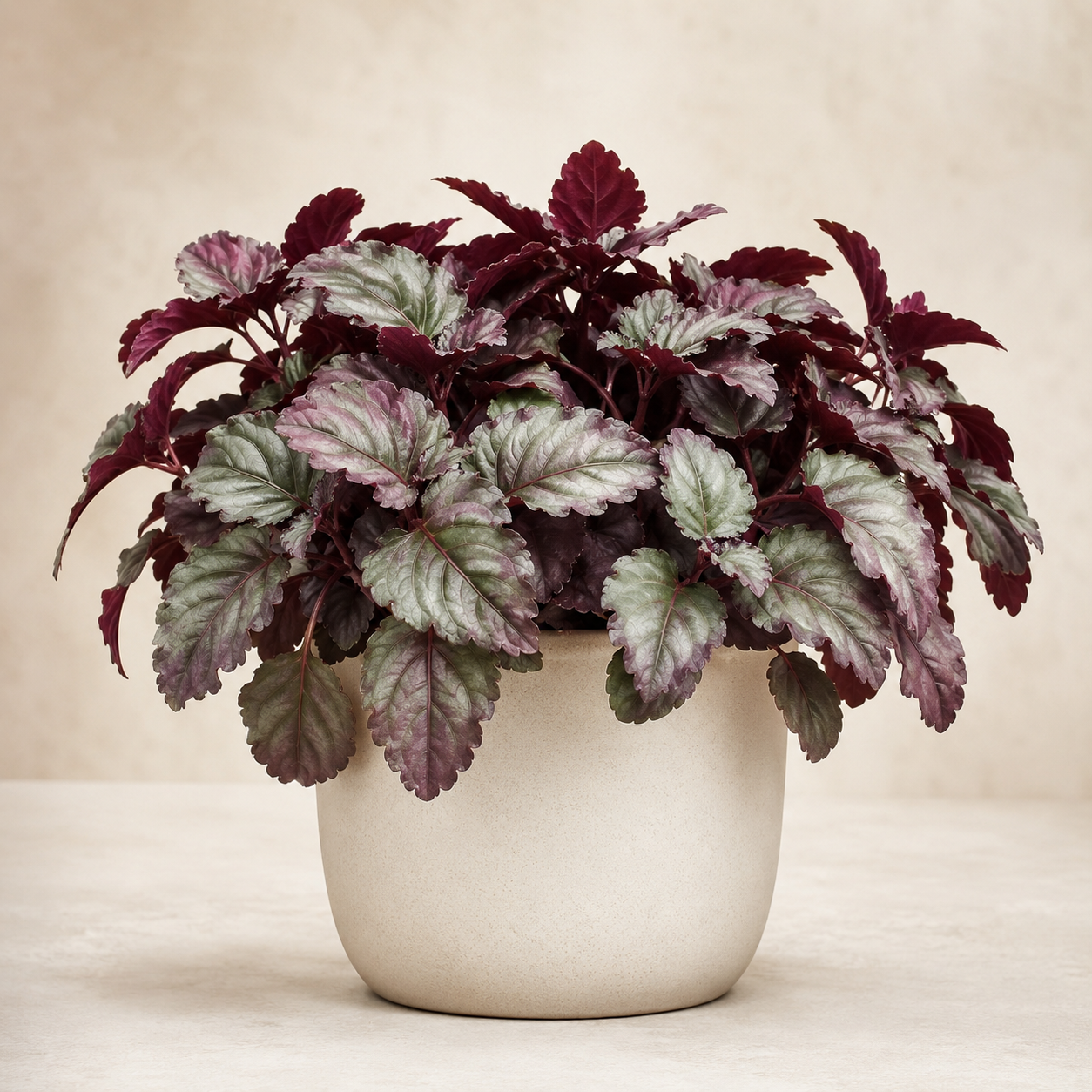 Hemigraphis Colorata | Office Plant
