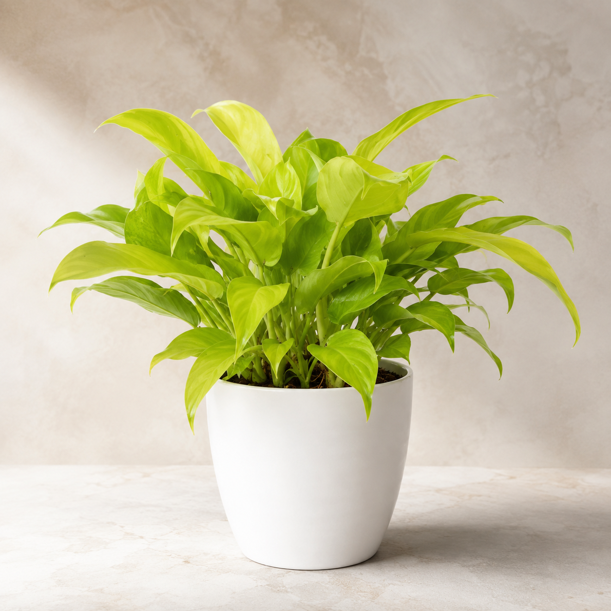 Philodendron 'Gold' | Plant