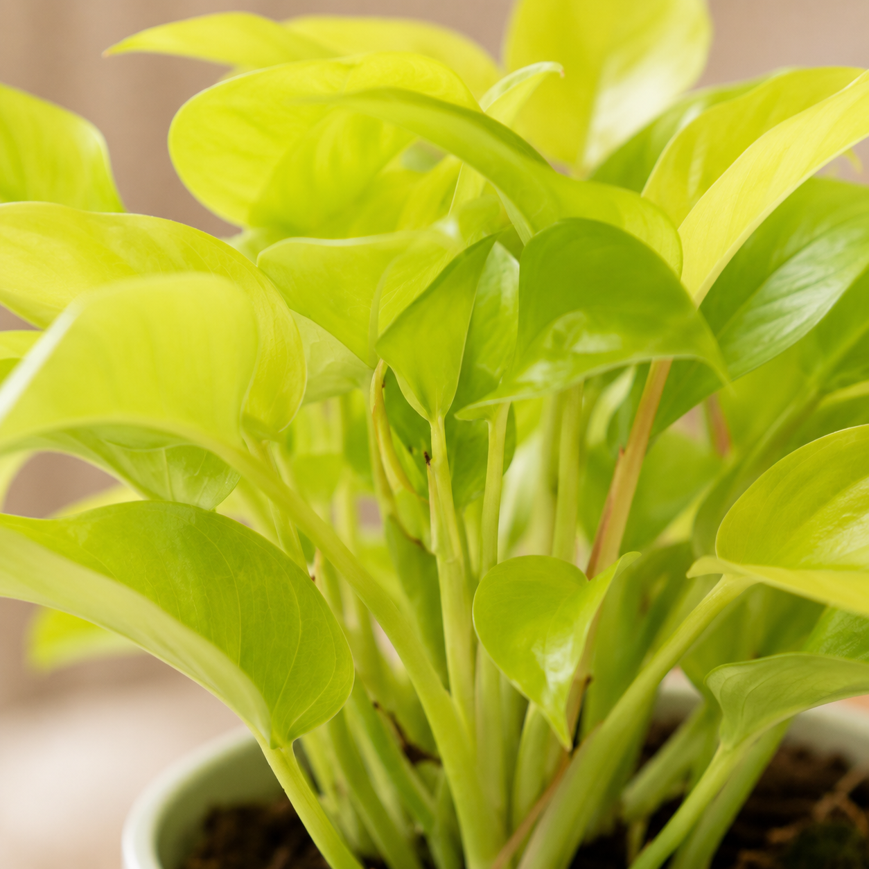 Philodendron 'Gold' | Plant