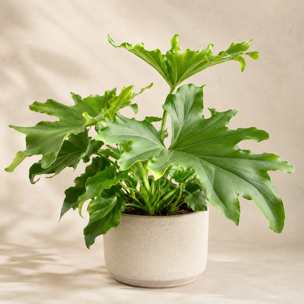 Philodendron 'Hope' | Home Plant