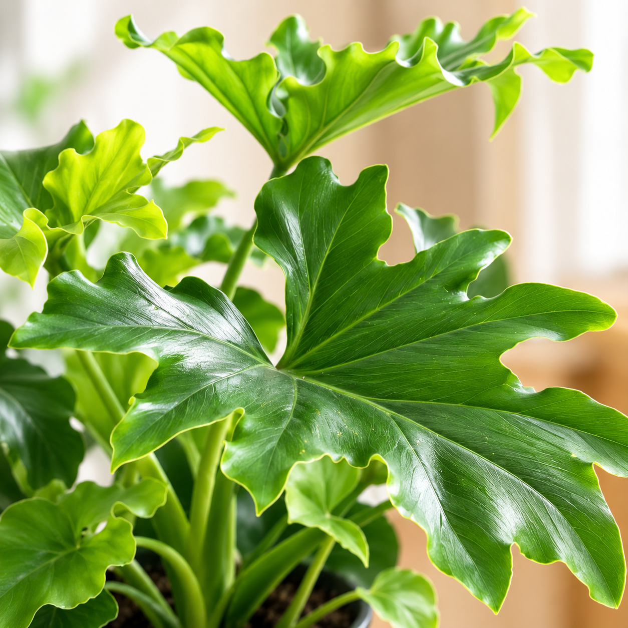 Philodendron 'Hope' | Home Plant