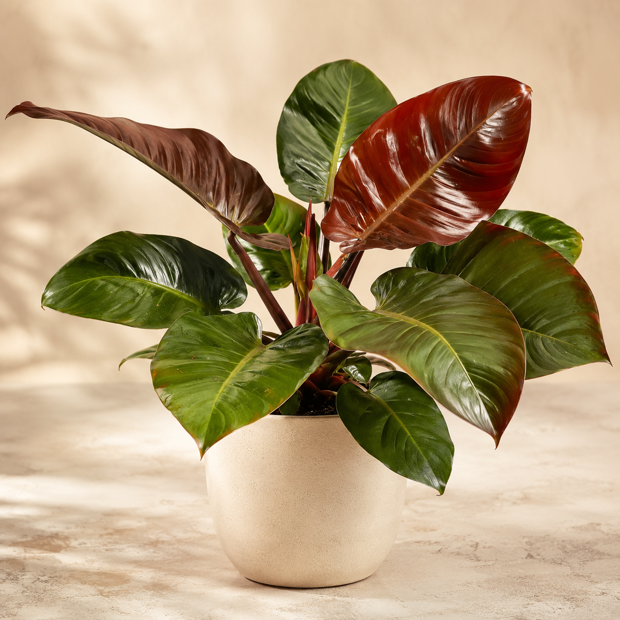 Philodendron Black Congo | Gardening Plant