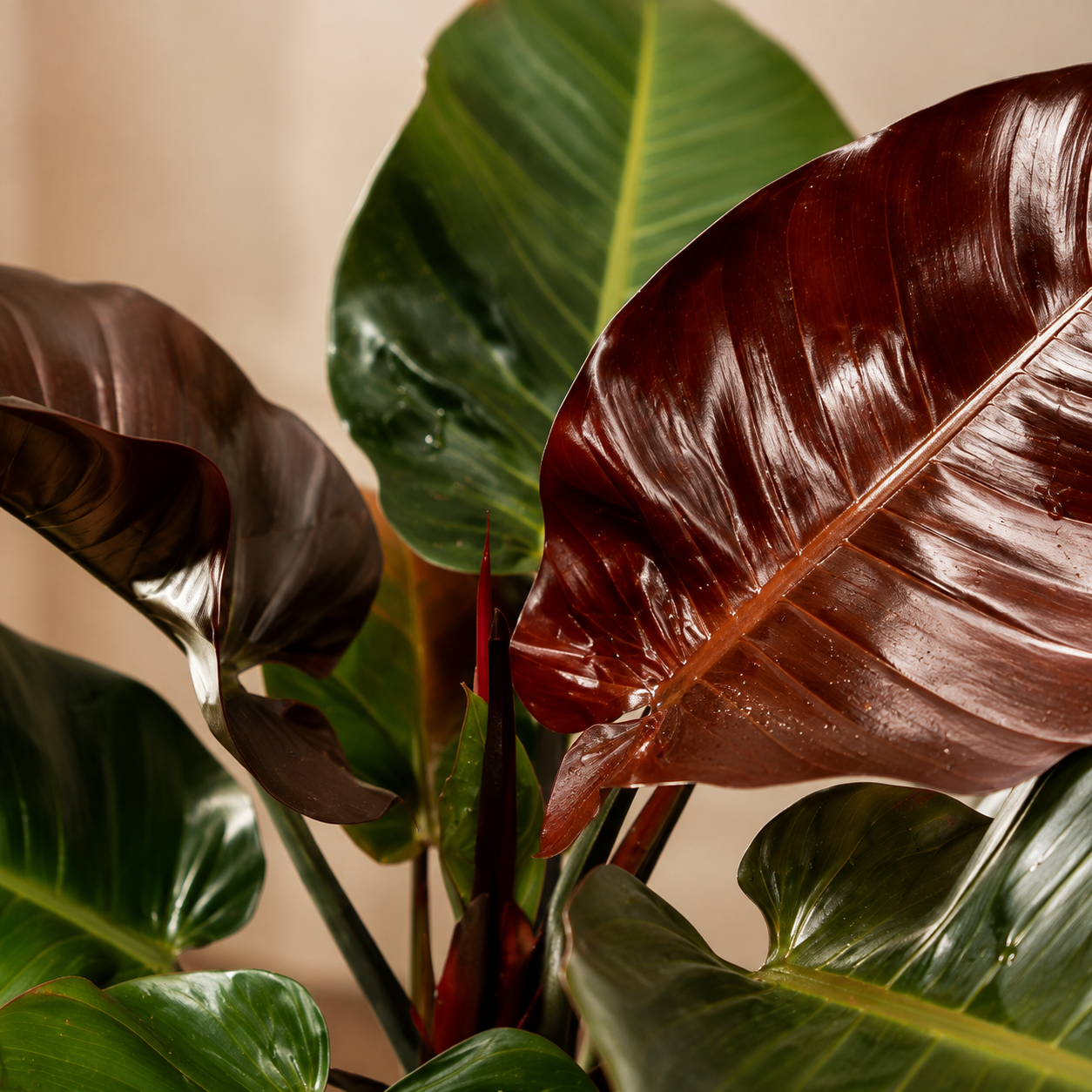 Philodendron Black Congo | Gardening Plant