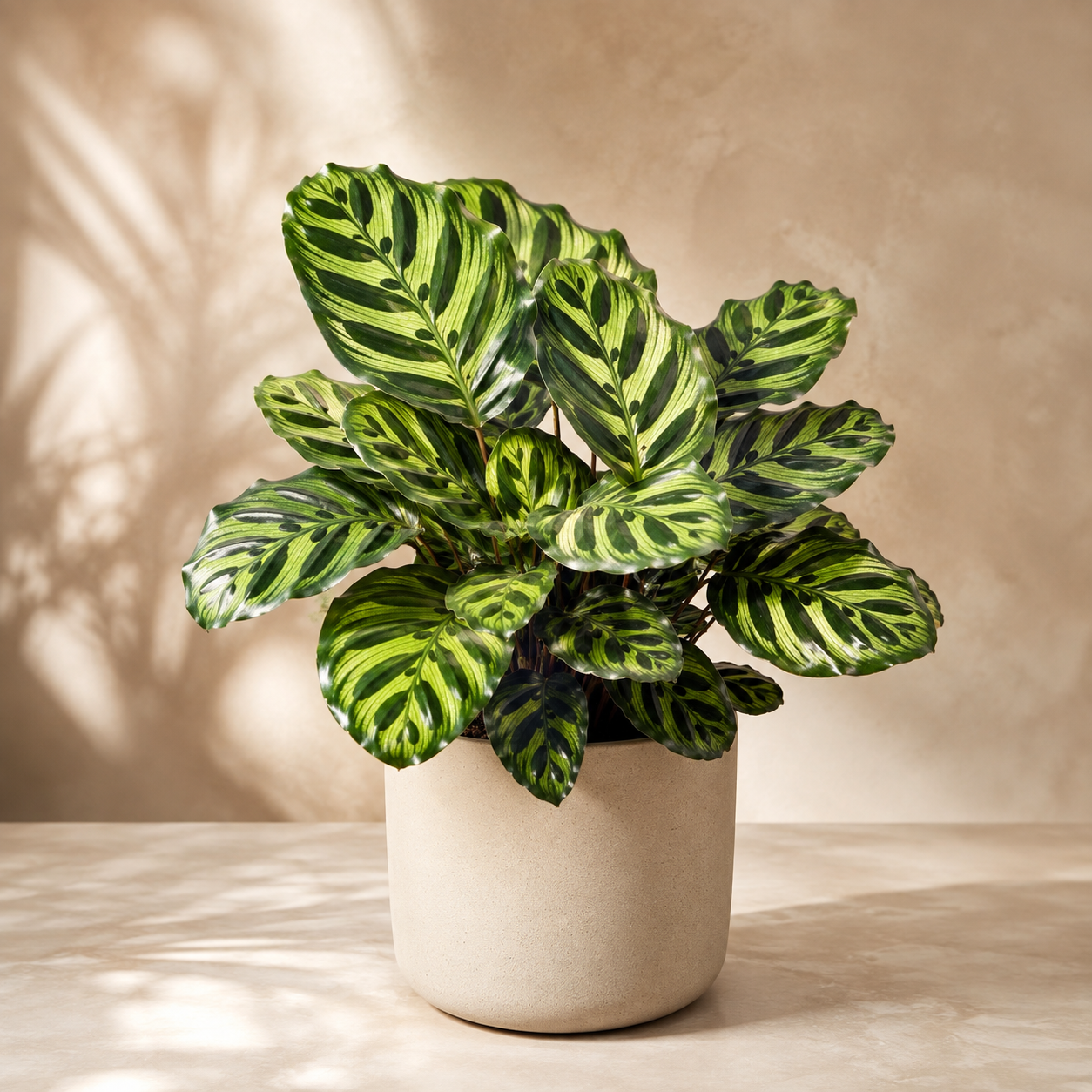 Calathea Makoyana | Indoor Plant
