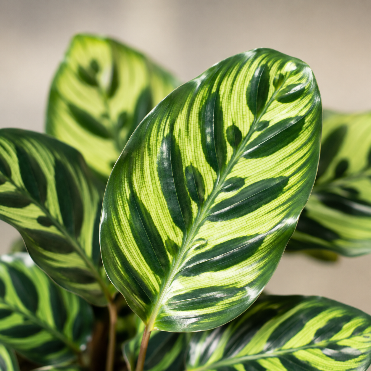 Calathea Makoyana | Indoor Plant