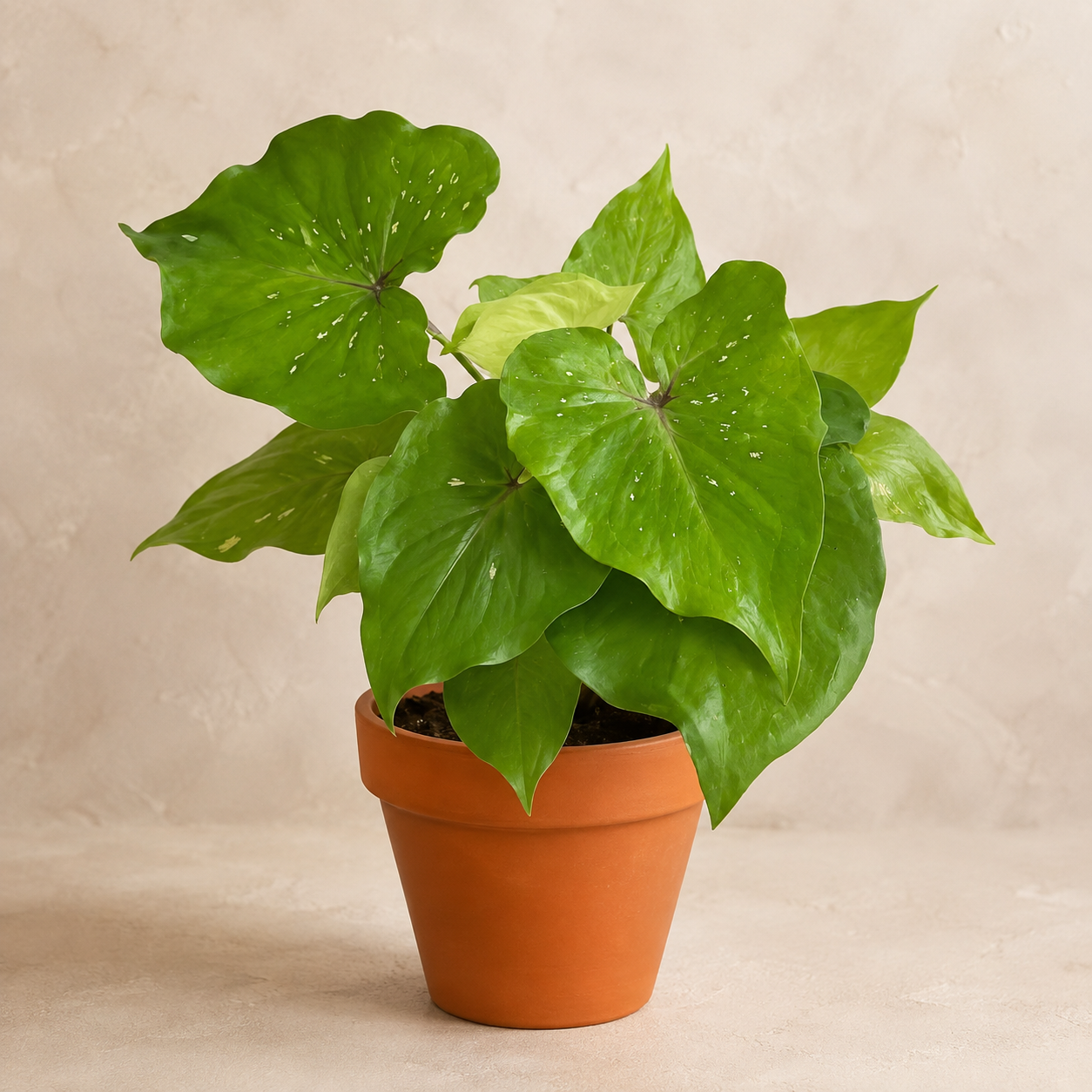 Caladium 'Peacock' | Home Plant