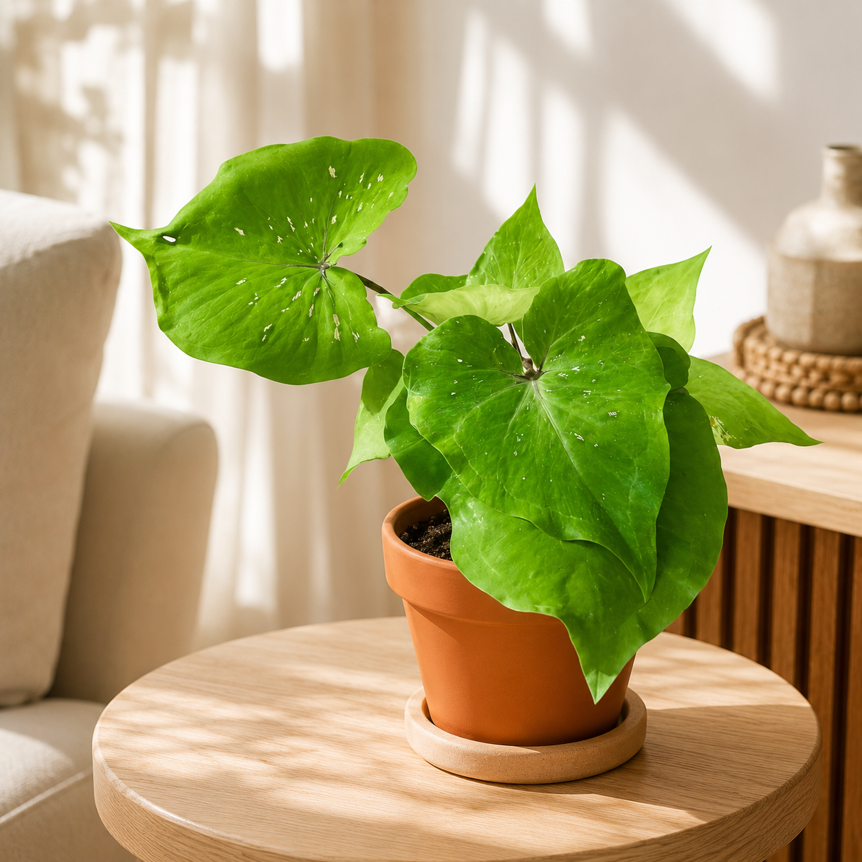 Caladium 'Peacock' | Home Plant