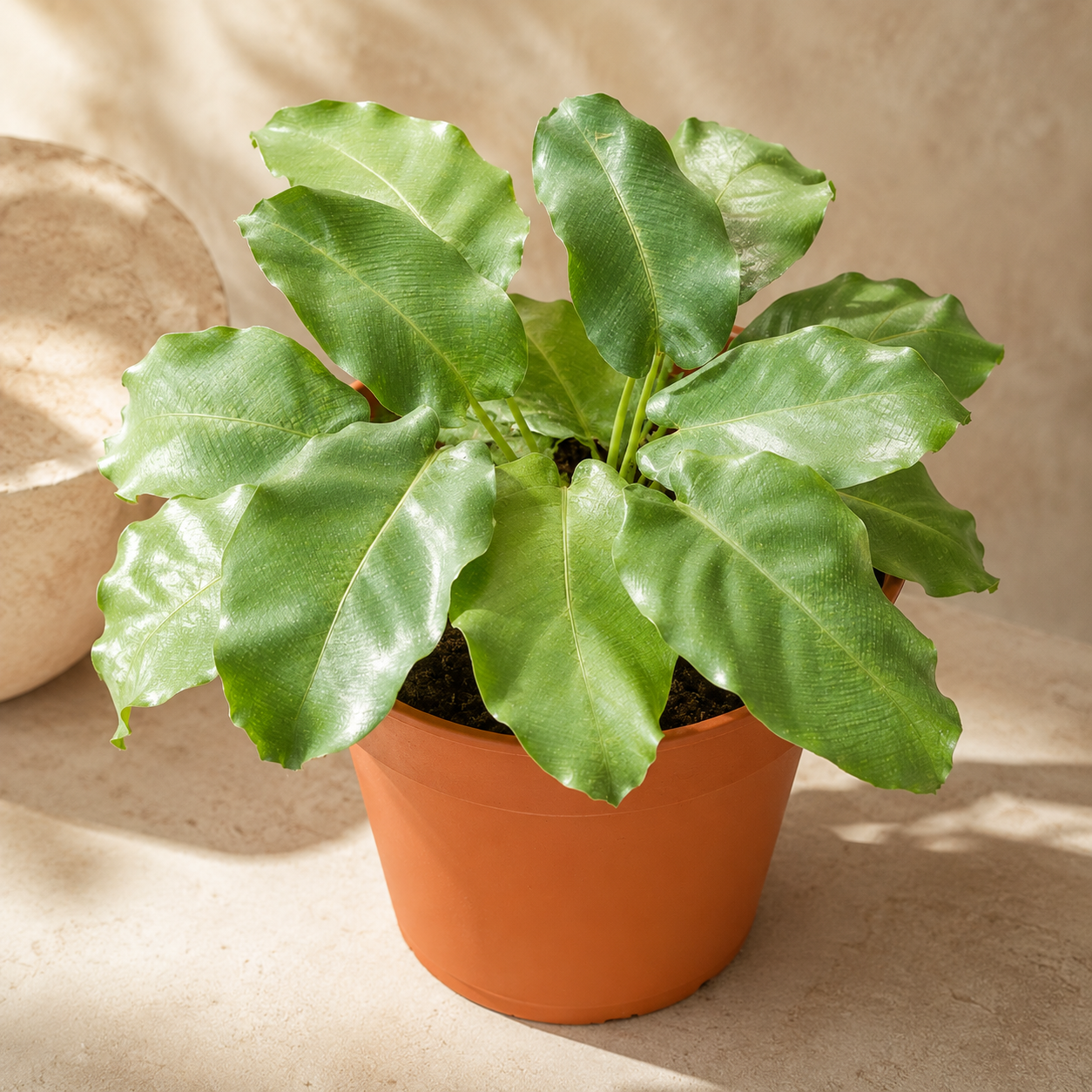 Calathea Musaica | Home Plant