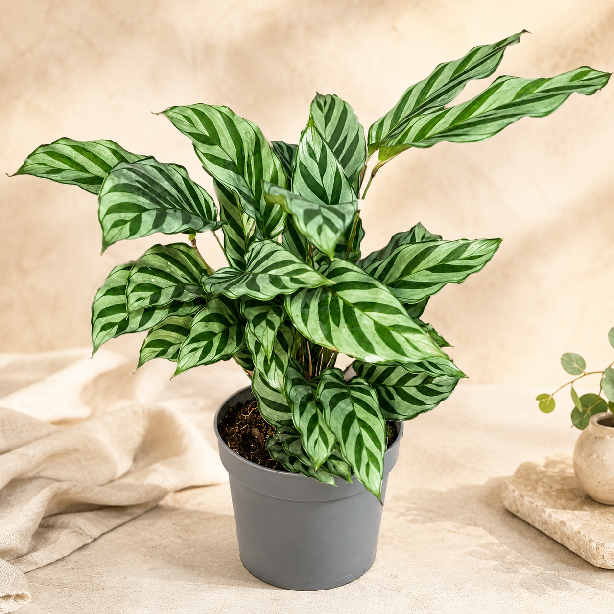 Calathea Freddie | Office Plant