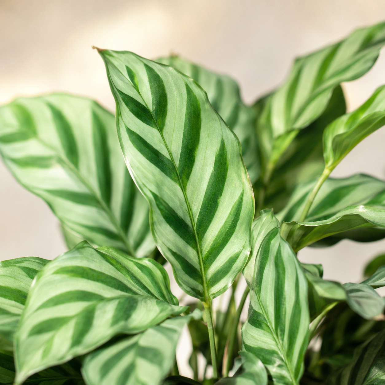 Calathea Freddie | Office Plant